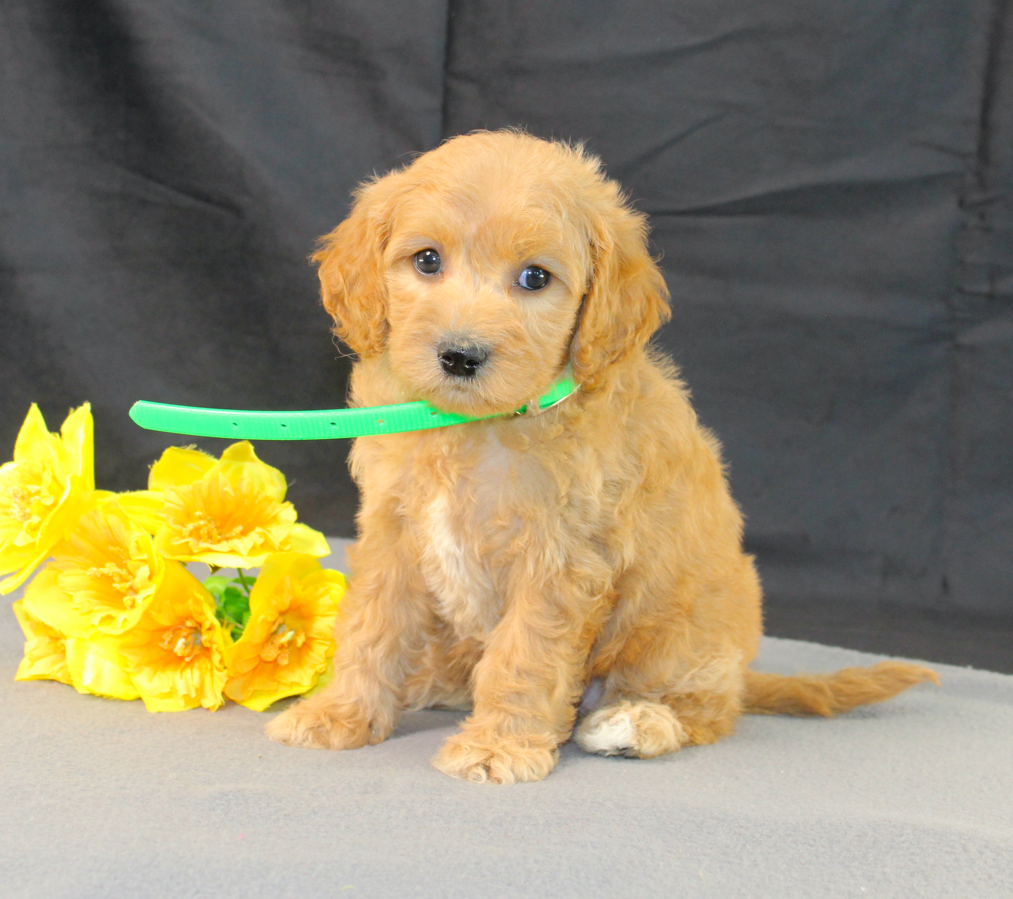 puppy, for, sale, Mini Goldencavadoodles, Ivan J. Stoltzfus, dog, breeder, Dornsife, PA, dog-breeder, puppy-for-sale, forsale, nearby, find, puppyfind, locator, puppylocator, aca